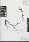 Foto von Salix repens L.